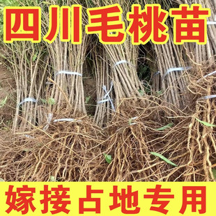 毛桃苗野生毛桃苗桃树实生苗桃树砧木未嫁接桃树苗桃树直生苗批发