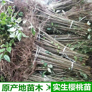 大青叶樱桃苗野樱桃樱桃砧木樱桃母本樱桃树苗山樱桃苗樱桃实生苗
