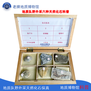 地质队野外真实采集6种化石标本博物馆科普大中学教学保真狼鳍鱼