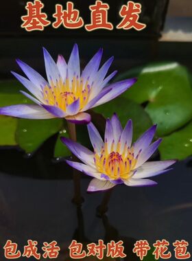 黑美人微型睡莲阳台庭院盆栽