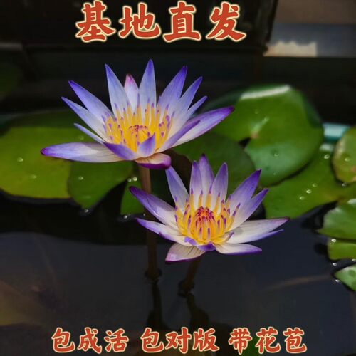 黑美人微型睡莲阳台庭院盆栽