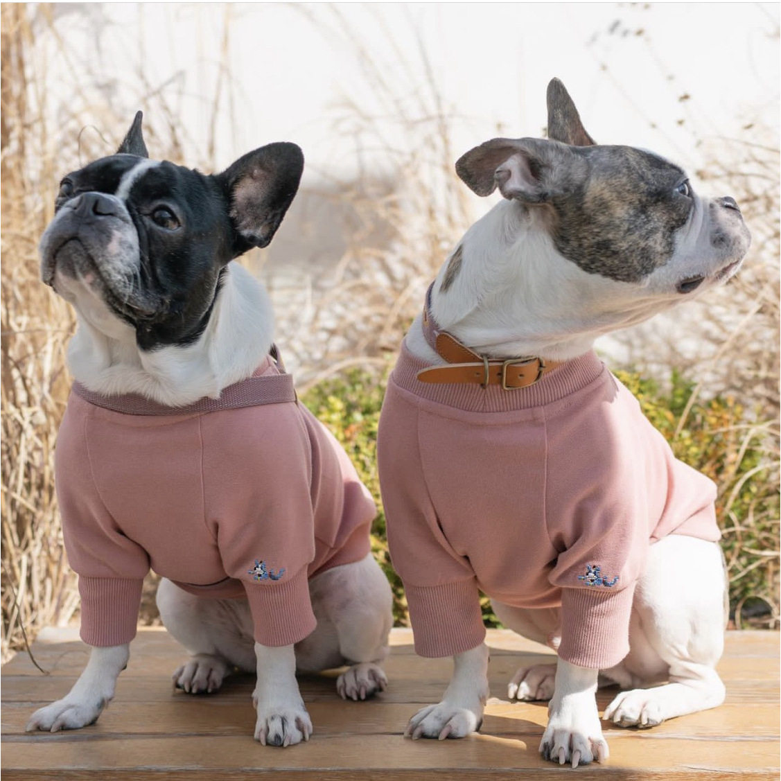 新品春季新宠物狗猫绣花卫衣彩韩版外套套头衫外出服家居服衣服