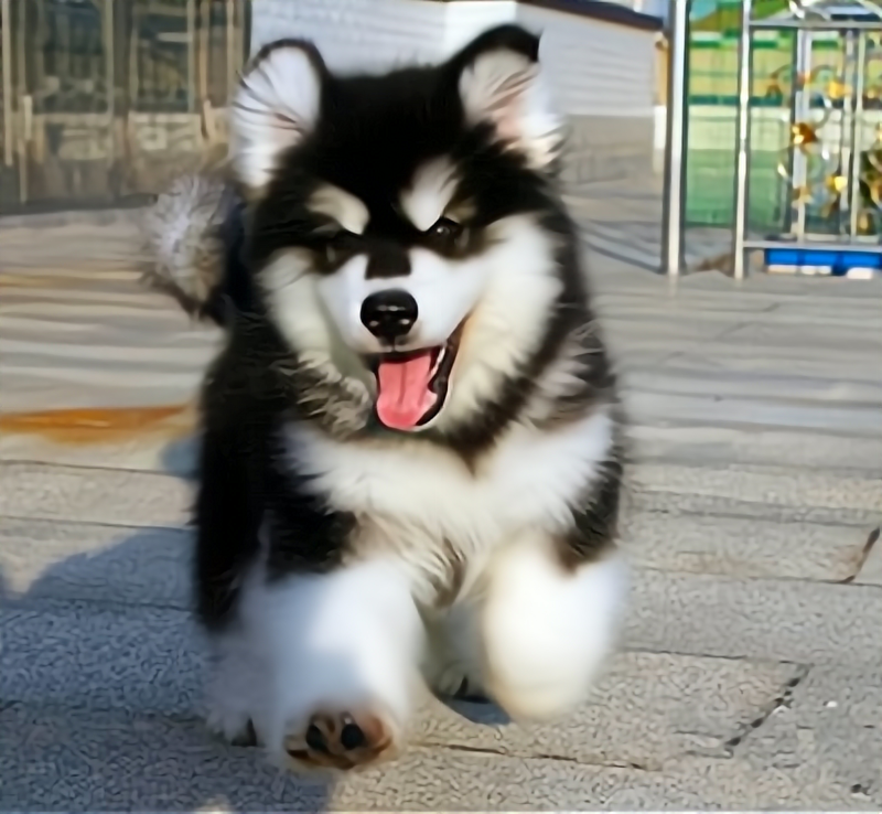 无偿领养纯种阿拉斯加幼犬活体大型犬家养雪橇犬熊版二哈犬宠物狗