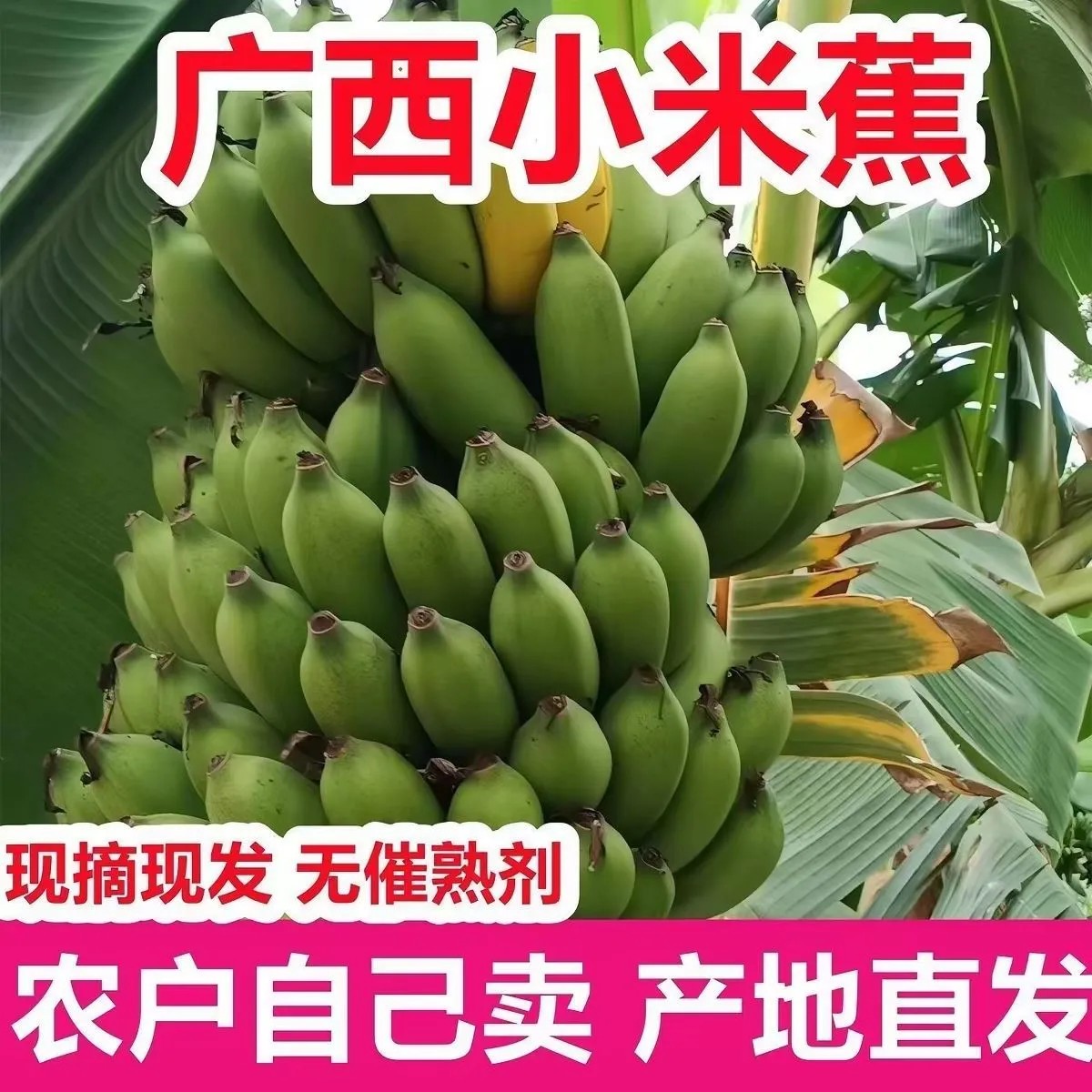 现摘广西小米蕉当季新鲜孕妇水果芭蕉香蕉生果发货