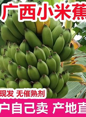 现摘广西小米蕉当季新鲜孕妇水果芭蕉香蕉生果发货