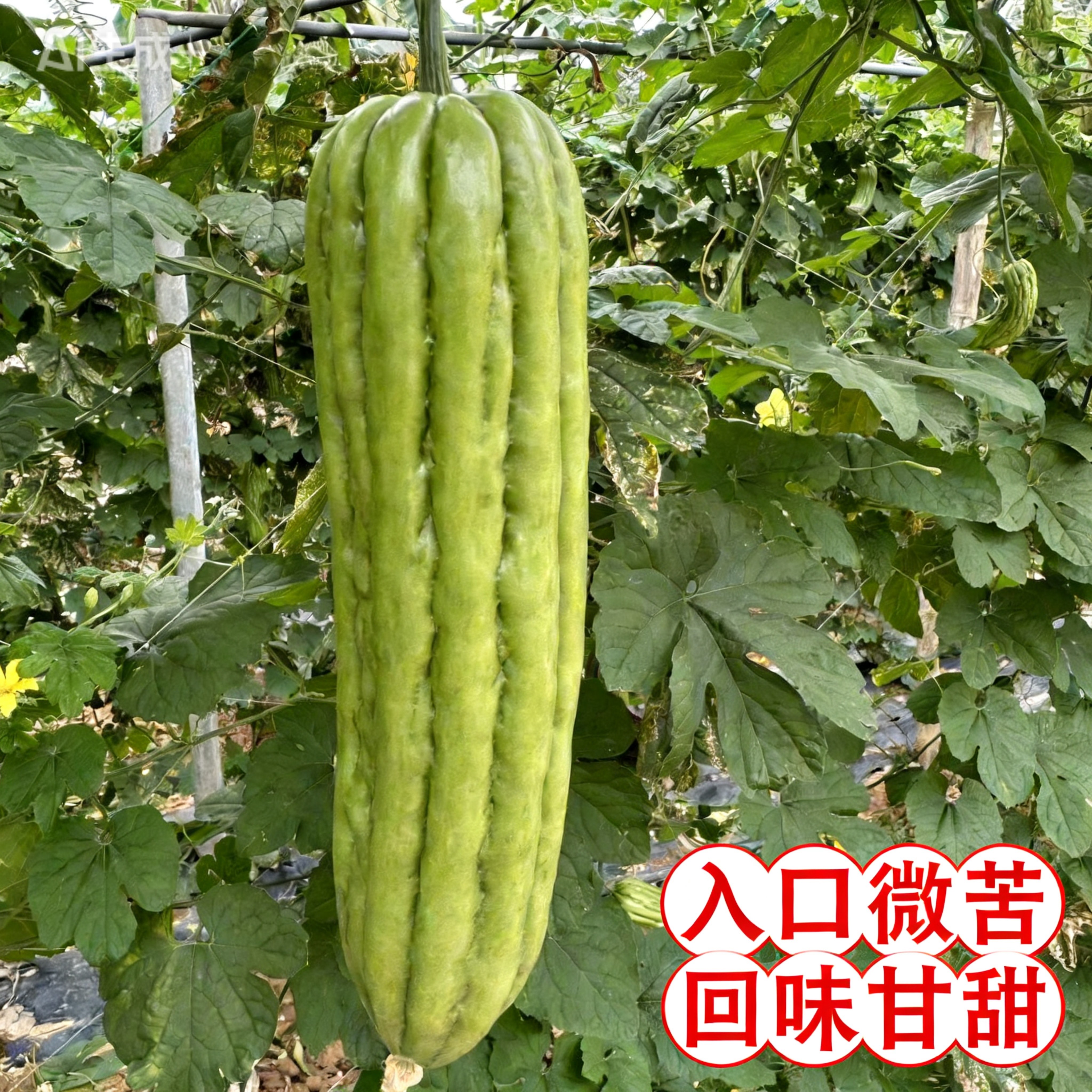 广西新鲜大肉苦瓜肉厚微苦凉瓜绿油苦瓜榨汁果茶奶茶店现摘现发