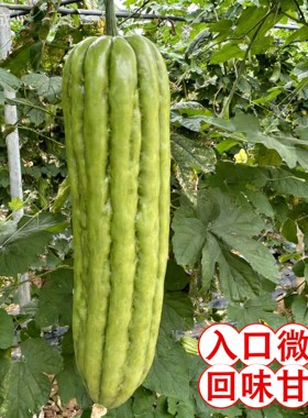 广西新鲜大肉苦瓜肉厚微苦凉瓜绿油苦瓜榨汁果茶奶茶店现摘现发