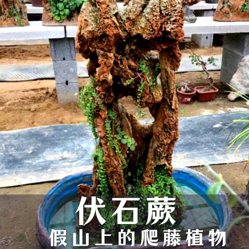 造景水陆缸攀爬植物假山伏石蕨