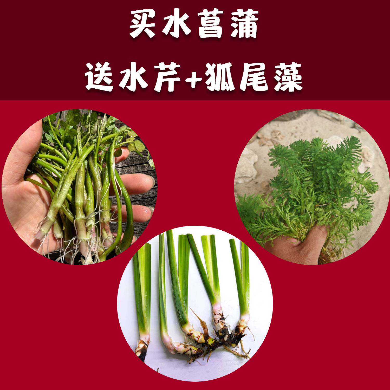 水菖蒲苗狐尾藻水草龙根养龟缸沼泽过滤水培净化水质挺水植物水芹