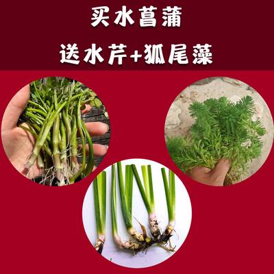 水菖蒲苗狐尾藻水草龙根养龟缸
