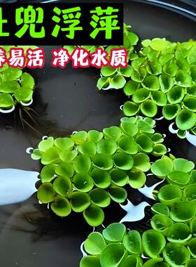 肚兜萍鱼缸造景净化水质水草
