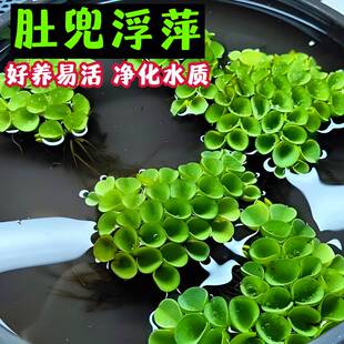 肚兜萍鱼缸造景净化水质水浮萍槐叶萍懒人水草浮萍养鱼龟挂卵繁殖