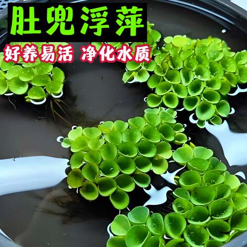 肚兜萍鱼缸造景净化水质水草