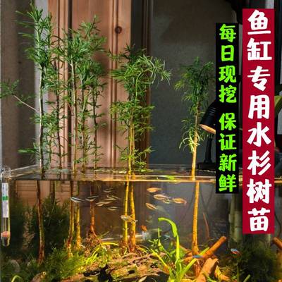 水杉水培鱼缸造景盆景
