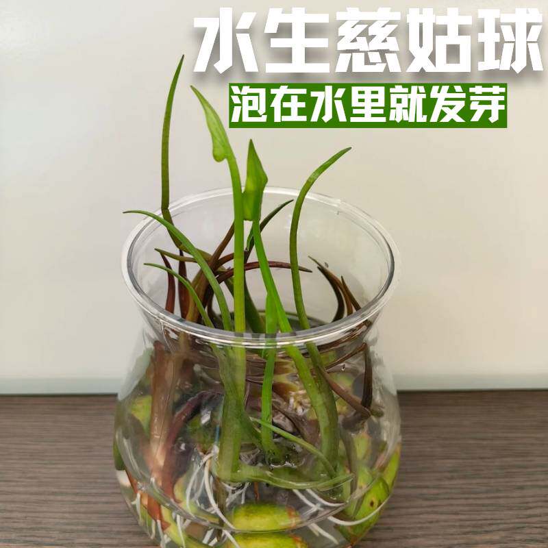 水生慈姑球水草泡在水中就发芽易种植观赏植物鱼缸造景办公室绿植
