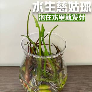 水生慈姑球水草泡在水中就发芽易种植观赏植物鱼缸造景办公室绿植