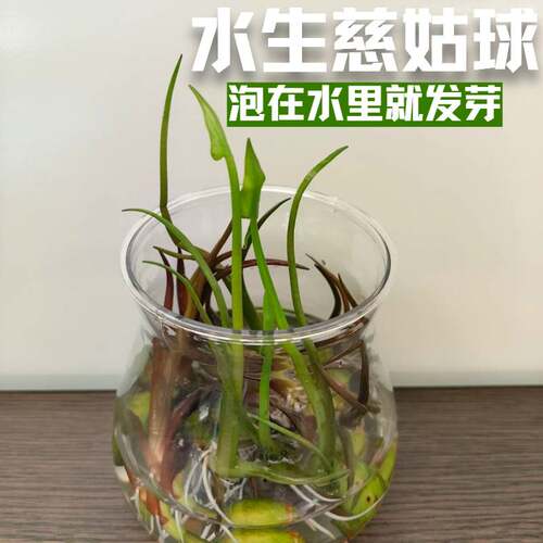 水生慈姑球易养水草鱼缸造景