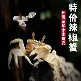 迷你蟹辣椒蟹宠物鱼缸观赏蟹淡水活体草缸可深水养殖小螃蟹除藻蟹