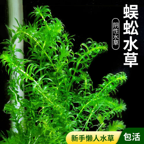 水草真植物鱼缸造景增氧净化