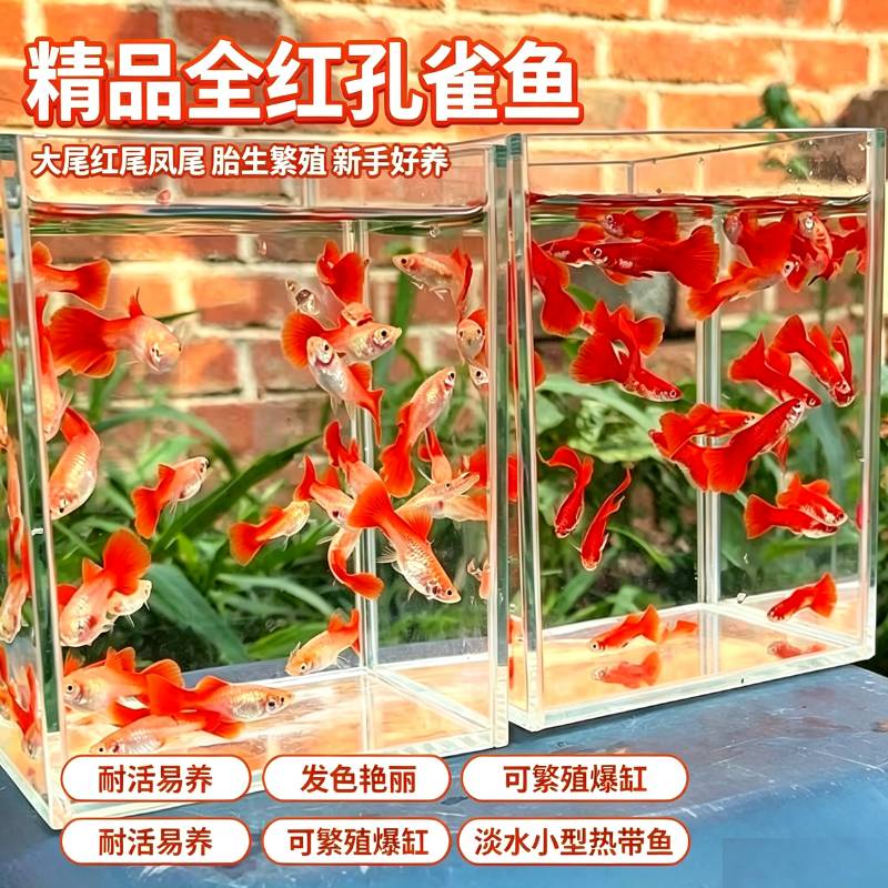 纯种孔雀鱼鸿运当头胎生小型图片