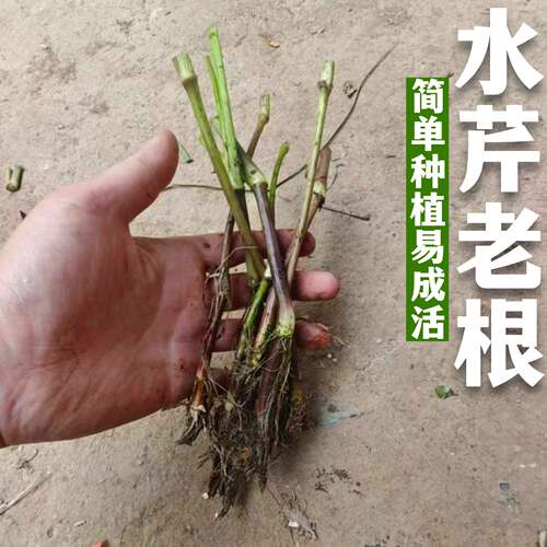 野生水芹菜小叶无节鲜嫩当季