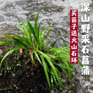 石菖蒲水草水生植物沼泽过滤挺水植物水培植物附龙根苗鱼龟缸水草