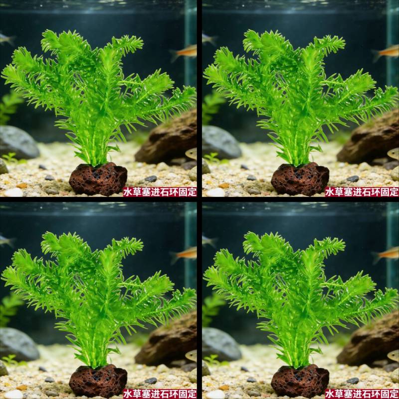蜈蚣草斗鱼繁殖挂卵专用水草有茎类沉水型淡水绿叶鱼缸用后景水草