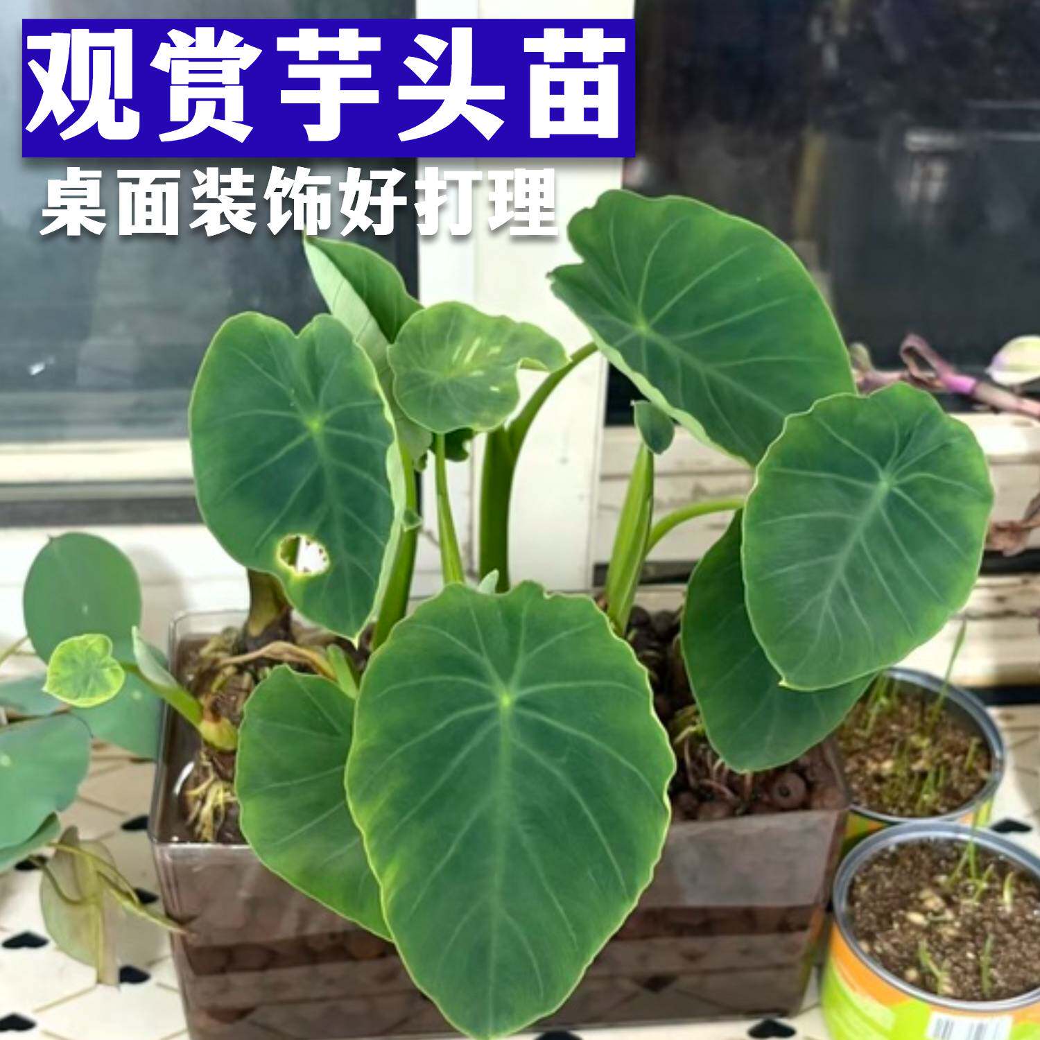 发财树盆栽桌面办公桌绿植客厅净化空气懒人植物水培花卉