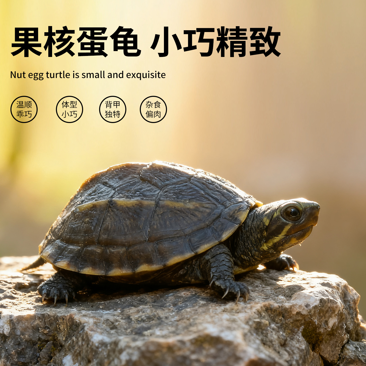 果核蛋龟 小乌龟爬宠 果核泥龟