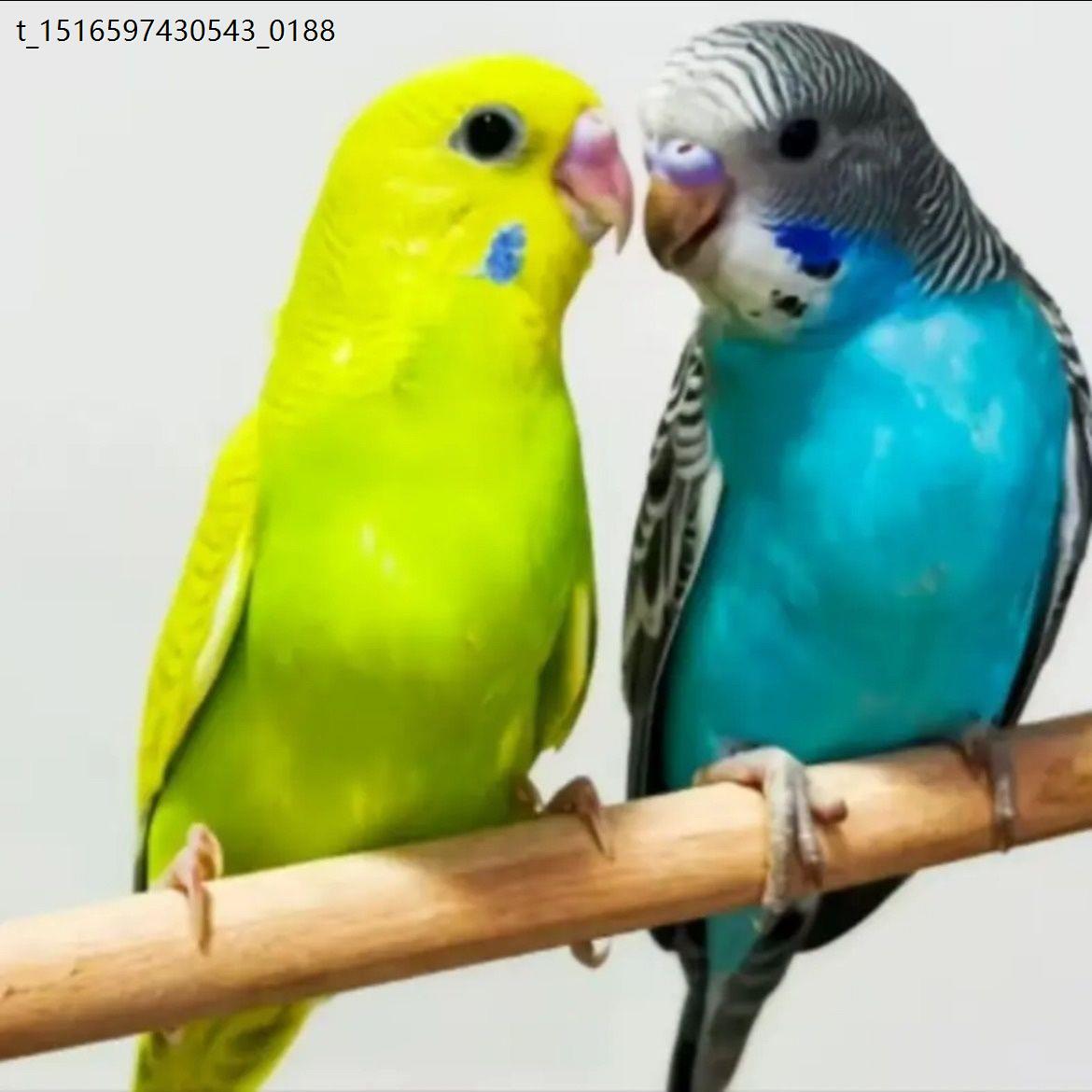 鹦鹉活鸟活体虎皮物小会