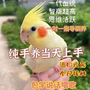 玄凤鹦鹉活鸟纯手养玄凤鹦鹉活鸟大型宠物活体会说话的鹦鹉家养小