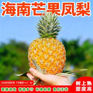 海南芒果凤梨香甜多汁芒果风味凤梨海南台农23号海南金钻凤梨现摘