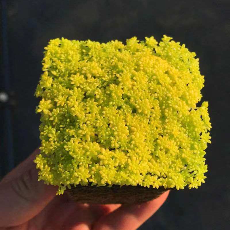 黄金万年草多肉植物盆栽薄雪万年草肉办公室阳台新款护盆草植物