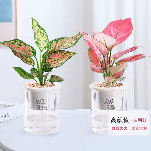 吉利红如意皇后盆栽办公室小绿植懒人水培植物好养易成活室观叶
