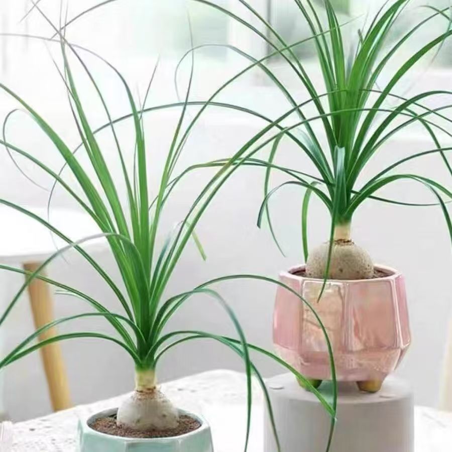 酒瓶兰单头独头象腿树