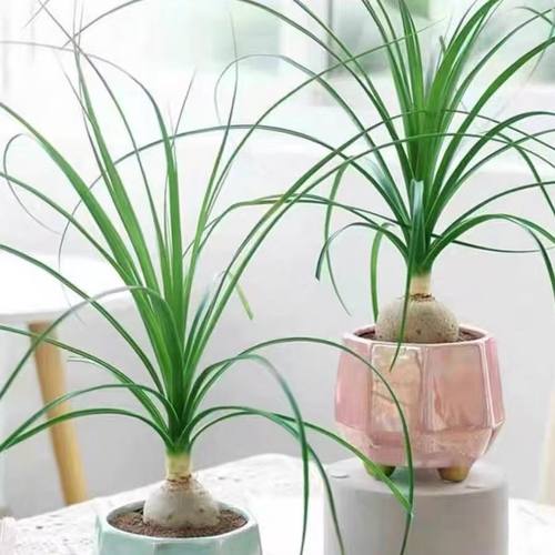 酒瓶兰单头独头象腿树