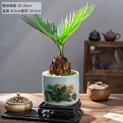 精品铁树盆栽耐寒植物室内桌面小型盆景茶桌禅意苏铁好养花卉
