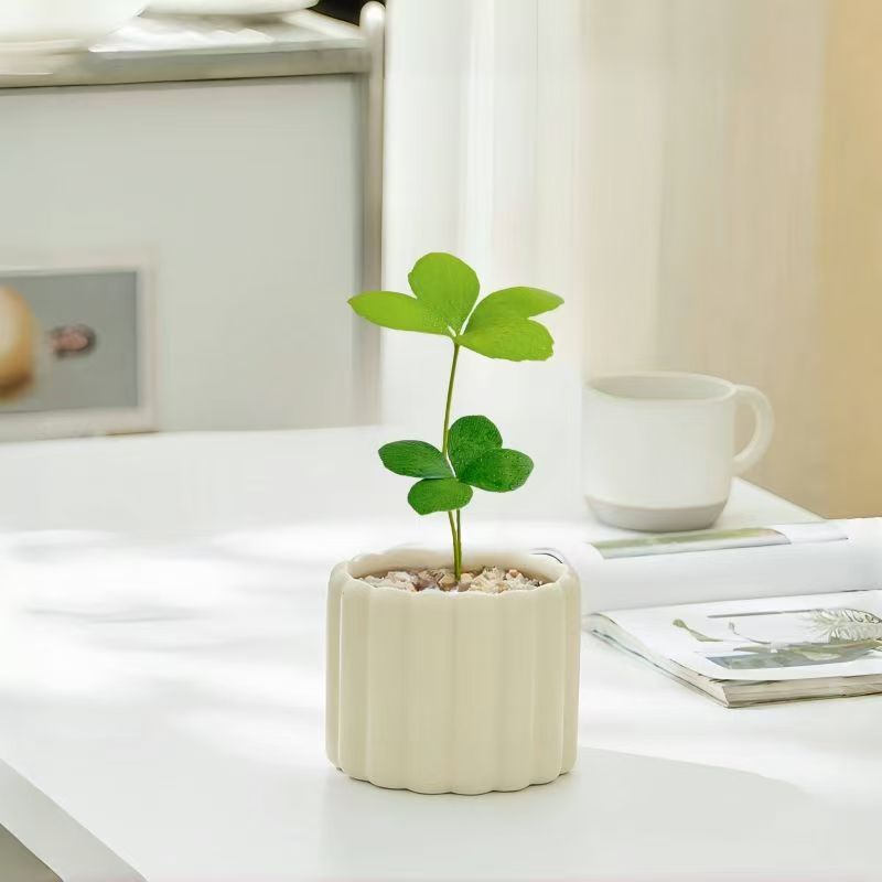 墨西哥铁树幸运寓意办公室绿植