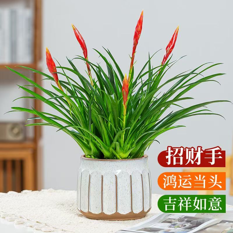 多花剑招财手小辣椒盆栽绿植花卉办公室桌面室内四季好养水培易成