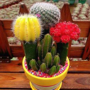 仙人球三色组合小盆栽室内开花防辐射新款都肉植物大颗