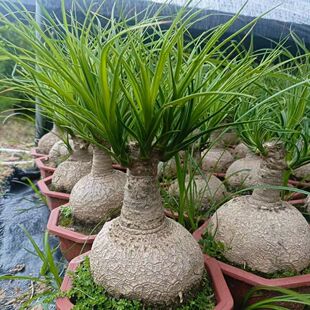 酒瓶兰多头单头超大规格多年生植物盆栽适合新手超级好养室内桌柏