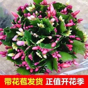 带花苞】多色蟹爪兰花苗盆栽大苗带根室内外好养观赏花卉绿植好养