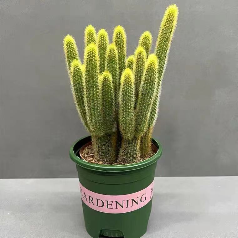 多头好养小盆栽景观黄金条开花