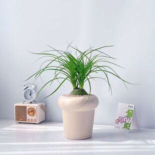 酒瓶兰多年生老桩盆栽绿植多头规格桌面室内水培土培新手入门好养
