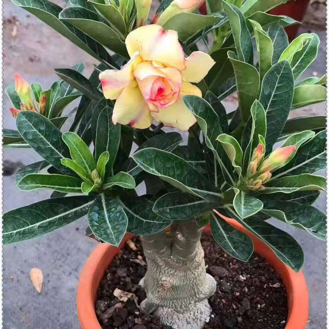 绿植重瓣沙漠玫瑰四季开花多肉