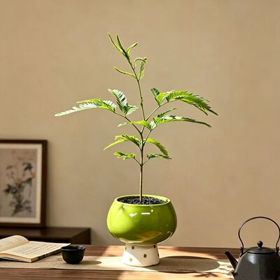 密叶猴耳环桌面绿植耐阴好养