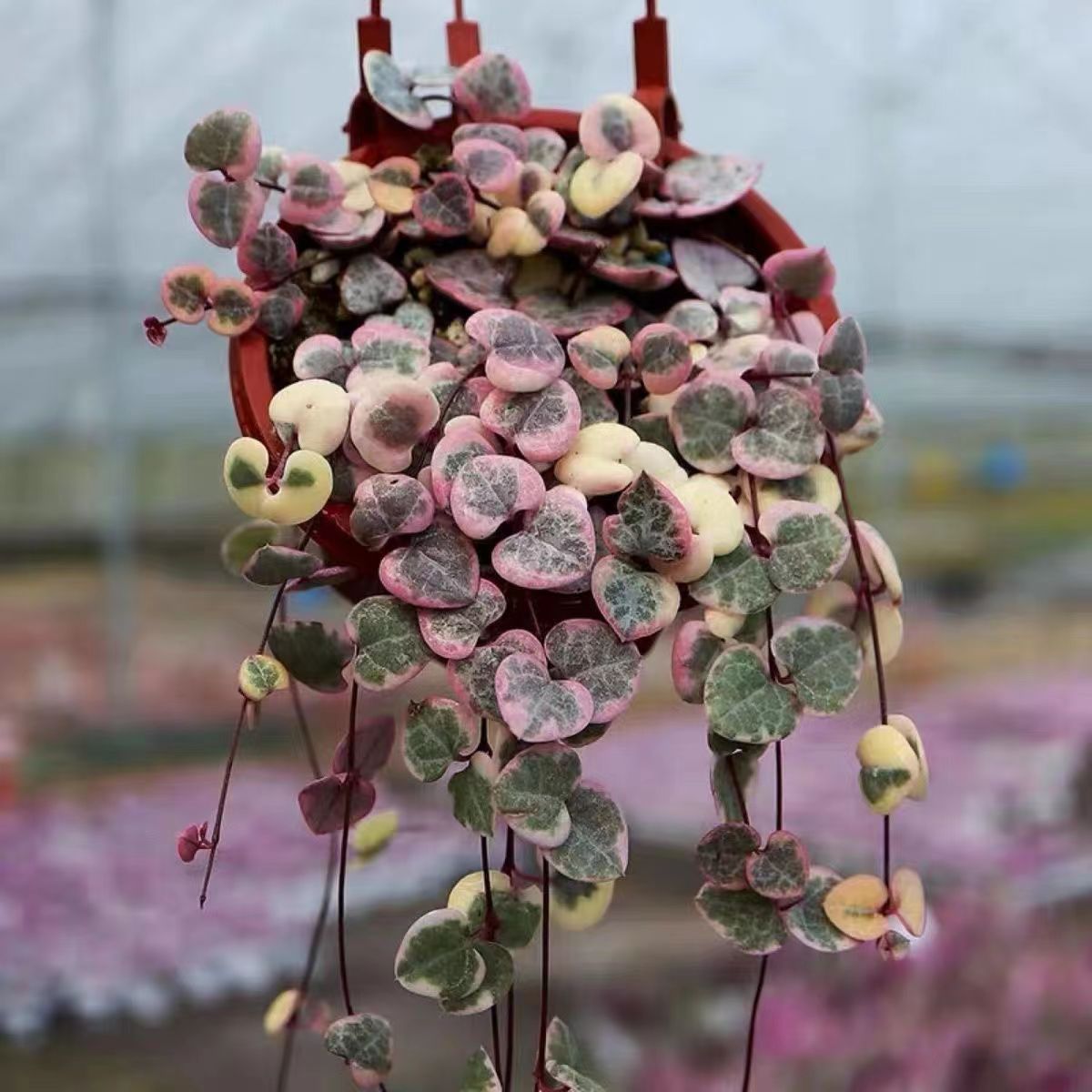 垂吊植物  爱之蔓【锦】多肉植物花卉吊兰盆栽四季种植好养室内阳