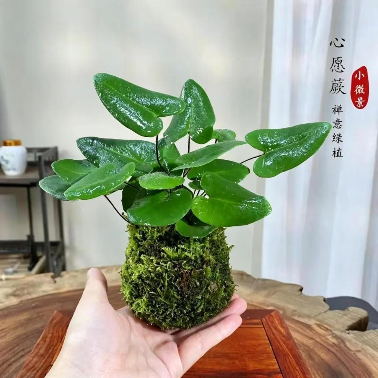 心愿蕨苔藓球耐阴好养水培