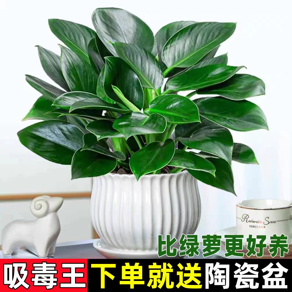 大叶金钻绿公主盆栽水培绿植物客厅办公室内花卉大养不死防辐射