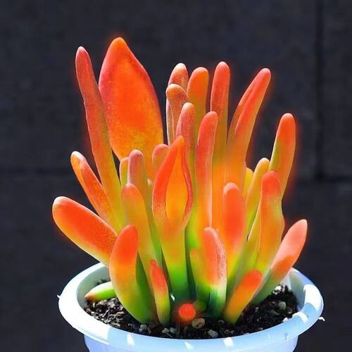火狐狸多肉植物稀有老桩大棵优质货绿植花卉盆栽办公室桌面四季好